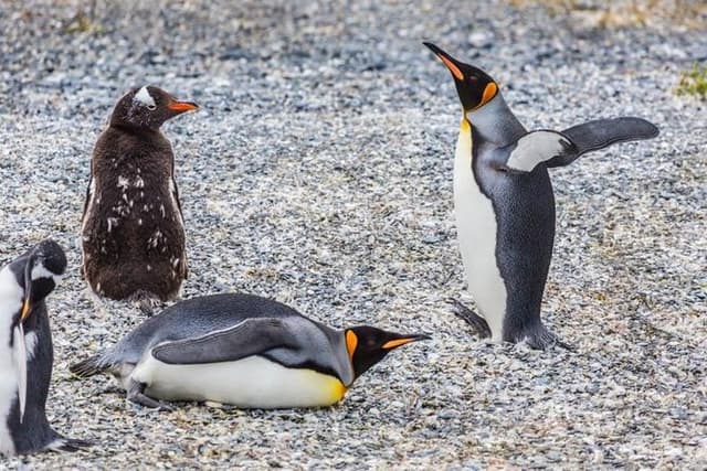 Gable Island with Penguin Rookery & Harberton Ranch from Ushuaia