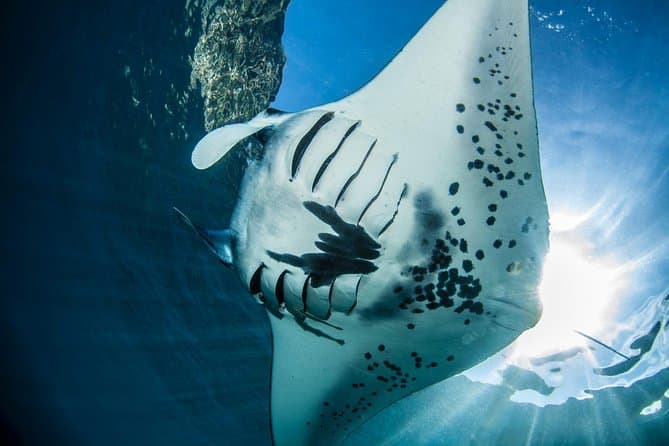 Dive Deeper: Advanced Open Water Certification Nusa Lembongan