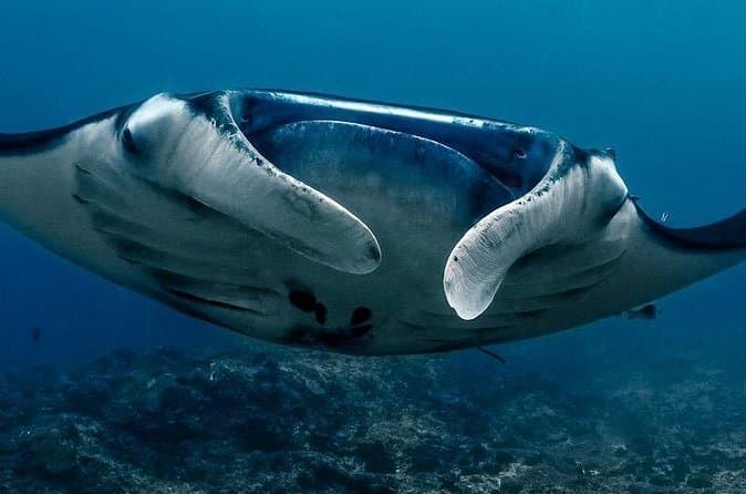 Compare Top Snorkeling Adventures in Nusa Lembongan
