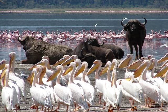 Lake Nakuru National Park & Boat Ride at Lake Naivasha Day Tour From Nairobi