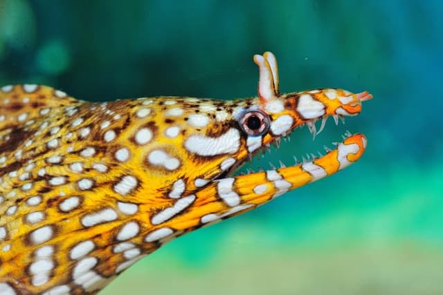 Private Tour of Shanghai Ocean Aquarium, the Bund, Yu Garden and Shanghai Tower