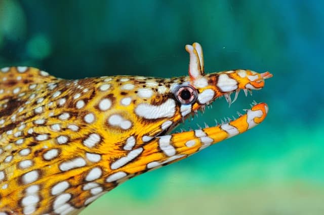 Private Tour of Shanghai Ocean Aquarium, Longhua Temple and Oriental Peal Tower