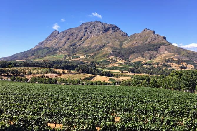 Exclusive Private Red Wine Tasting Tour in Cape Town