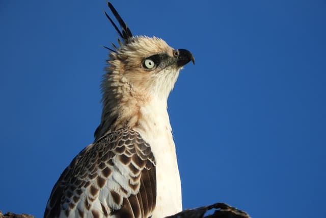 Bundala National Park Birds Watching Safari Tour