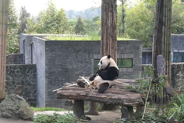 Full-Day Private Tour of Chengdu and Panda Base with Lunch