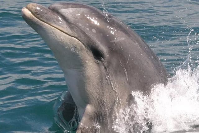 Motuara Wildlife Sanctuary Tour and Dolphin Cruise from Picton