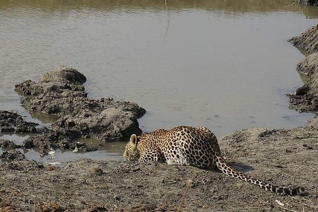 Mikumi National Park in a Day - A Day Tour from Morogoro
