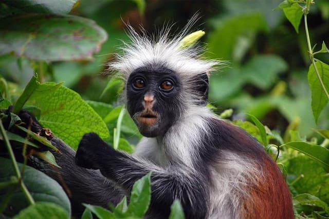 Kuza Cave Tour, Salaam Cave Tour, Jozani Monkey Tour, The Rock