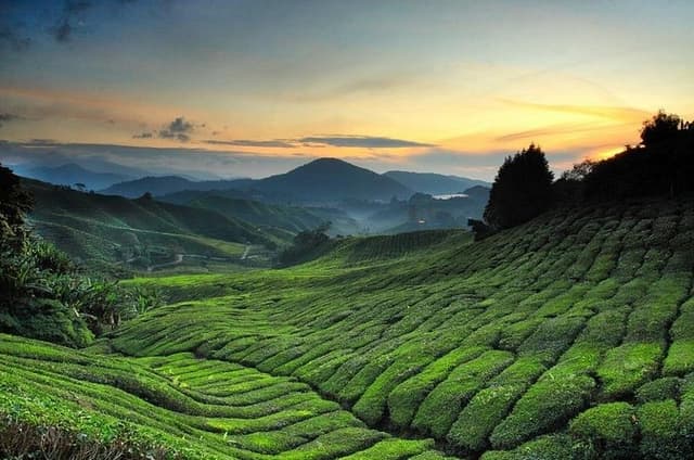 Private Transfer : National Park Kuala Tahan to Cameron Highlands