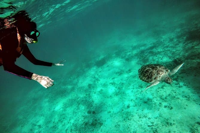 Best Cozumel Snorkeling Adventures Near Tulum