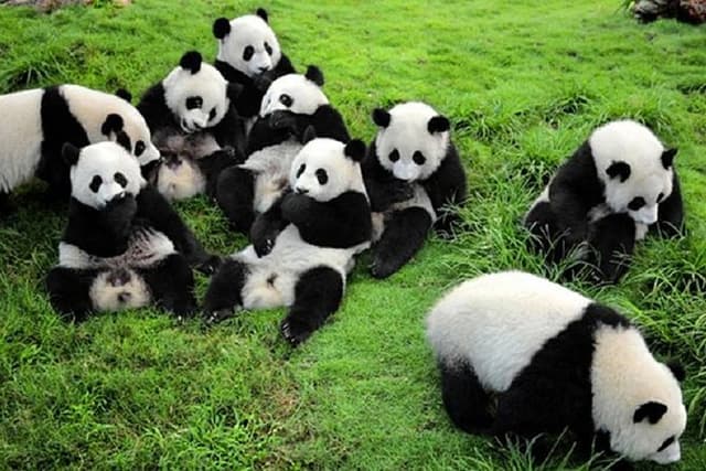 Private Chengdu Highlights Day Trip: Panda Base and City from Xi'an by Train