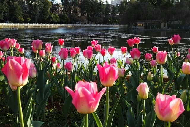 Private Day Tour in Kunming: Flower and Birds Market, Dianchi, Green Lake etc.