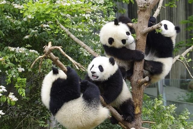 Private Full Day Chengdu Panda Base and Jinsha Site Museum Tour