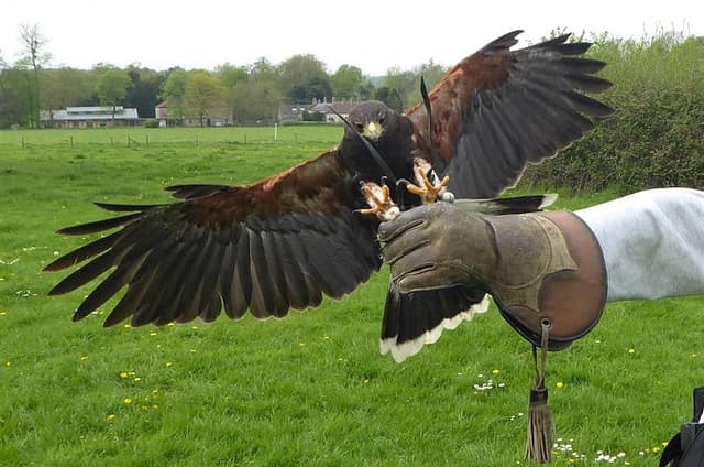 Bath City Tour & Fly a Hawk Experience - Day Trip from Bristol