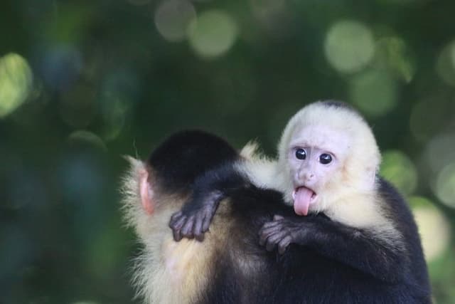 Manuel Antonio National Park guided tour