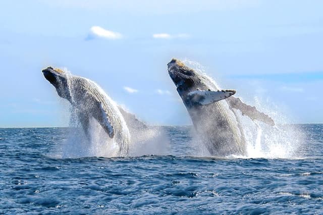 Luxury Catamaran Whale Watching Cabo San Lucas