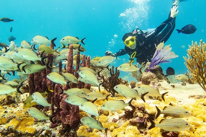 Unforgettable Underwater Adventures in Playa del Carmen