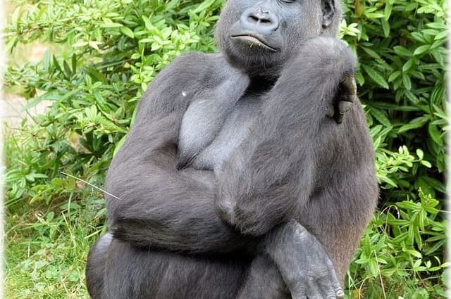 The Dja Biodiversity Reserve Safari 7Days/ 6 Nights