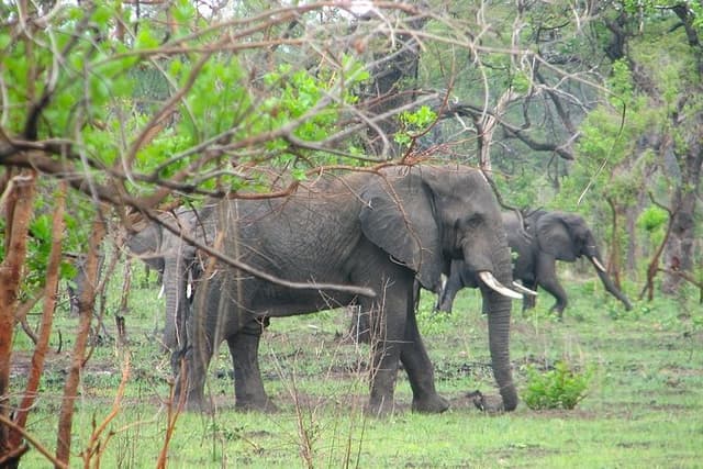 Luangwa and Lake Experience 6 Days/5 Nights