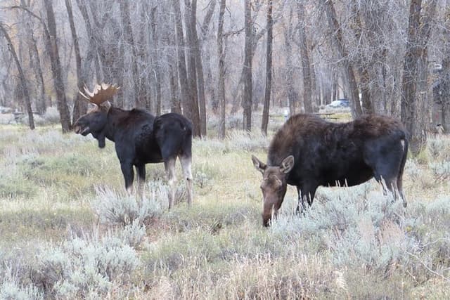 Grand Teton National Park - PRIVATE Sunset Tour from Jackson Hole