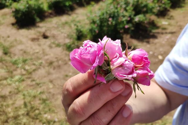 Private Access Rose Festival Kazanlak 05-07.06.2025