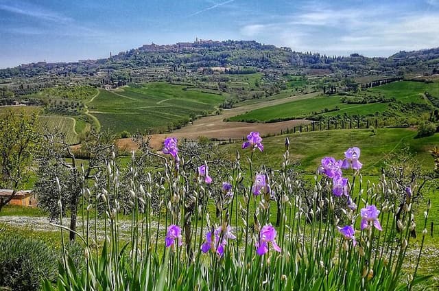 Montepulciano private guided tour