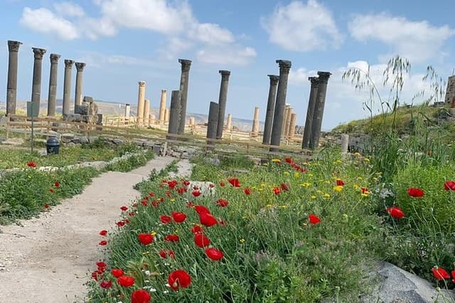 Umm Qais, Jerash & Ajloun Castle Day Tour from Amman