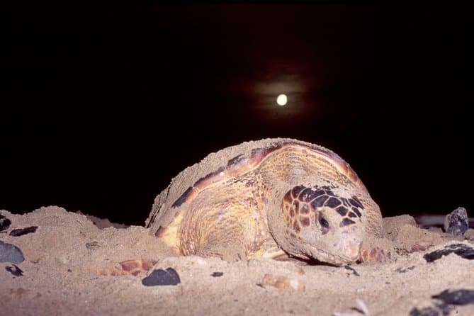 Unforgettable Sea Turtle Encounters in Santa Maria, Sal