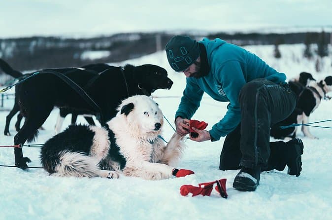 Best Tromsø Dog Sledding Tours