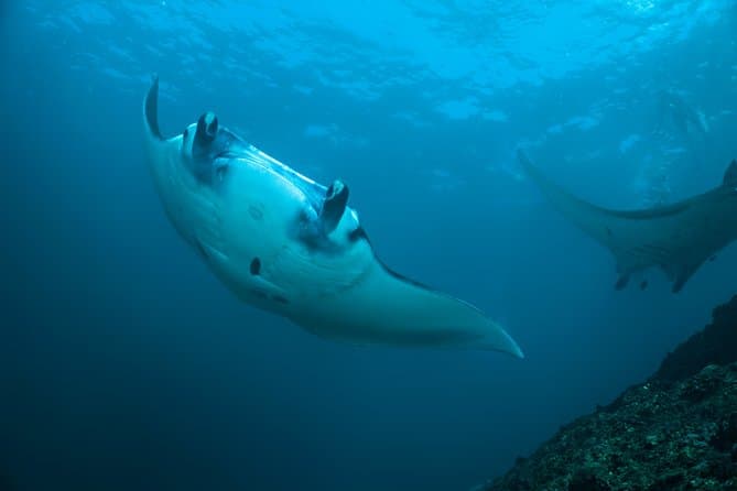 Manta Rays Snorkeling Tour