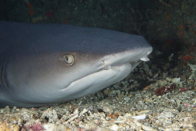 Scuba Diving in Padang Bay