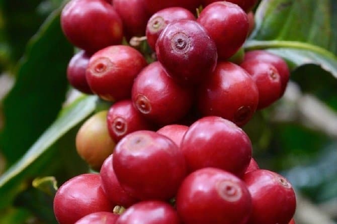 Salento Coffee Farm Tour
