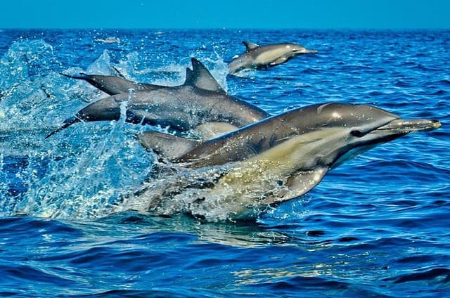 Dolphin Tour; Kuza Cave; Blue Lagoon; Starfish Adventure; The Rock Restaurant