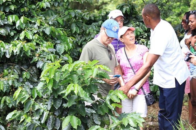 Ocho Rios Food Tour: An Authentic Taste of Jamaica