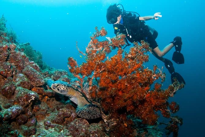 Best Rated Scuba Diving Adventures in PV
