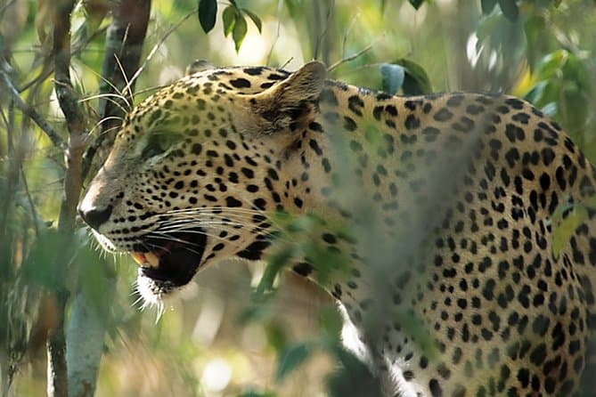 Yala Leopard Safari Adventure in Colombo, Sri Lanka