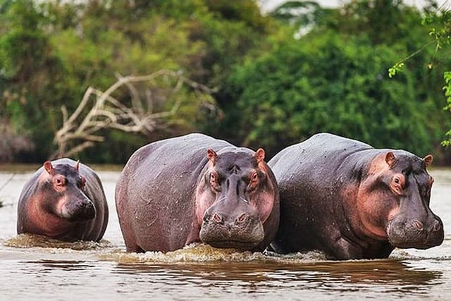Day Trip Safari - Akagera National Park with Optional Lake Ihema Boat Safari