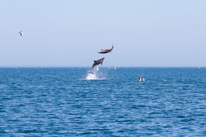 Best Dolphin Watching Tours in Faro, Portugal