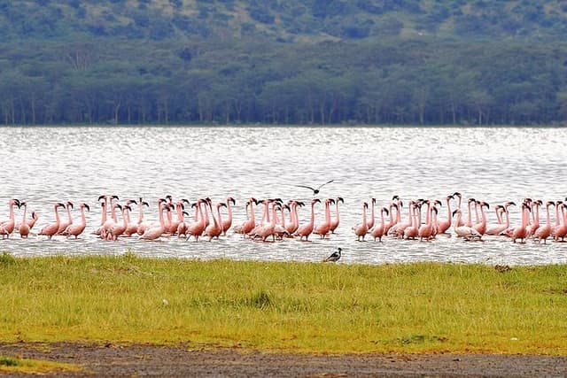 Romantic tour in Nakuru