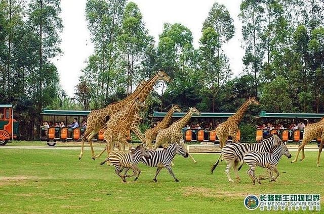 Guangzhou Private Day Tour to Chimelong Safari Park