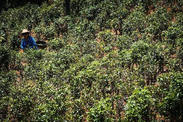 Danu Trails (2 Days, 1 Night)