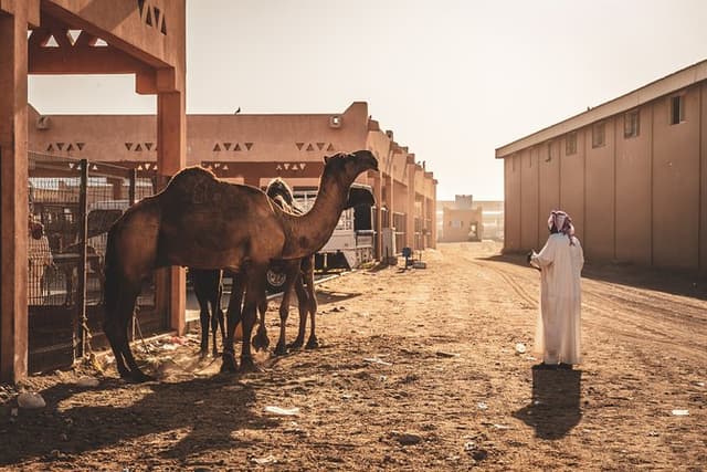 Al Ain: A Romantic Journey Through Iconic Landscapes