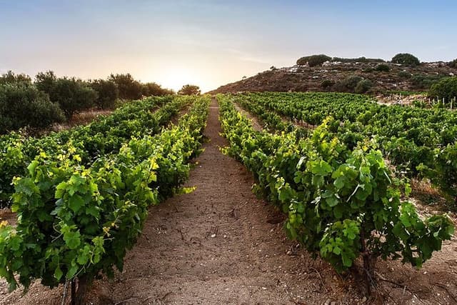Semi Private Wine Tour of 2 wineries with Transfer and Lunch