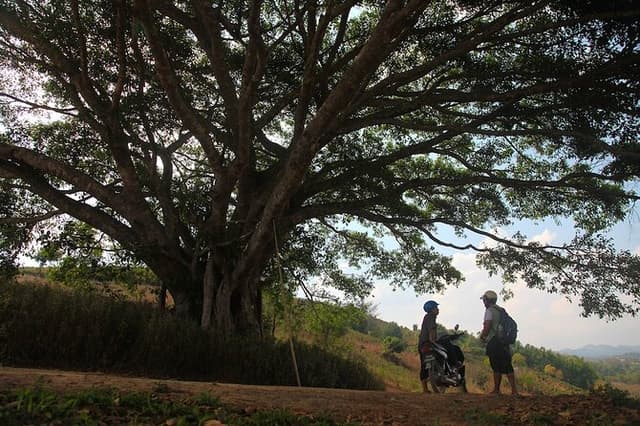 Half Day Tea plantation trek from Pindaya