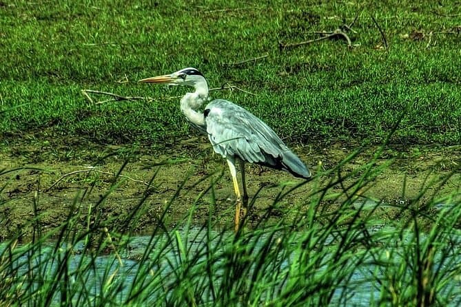 Bundala & Yala Safari: Wildlife & Birding in Yala