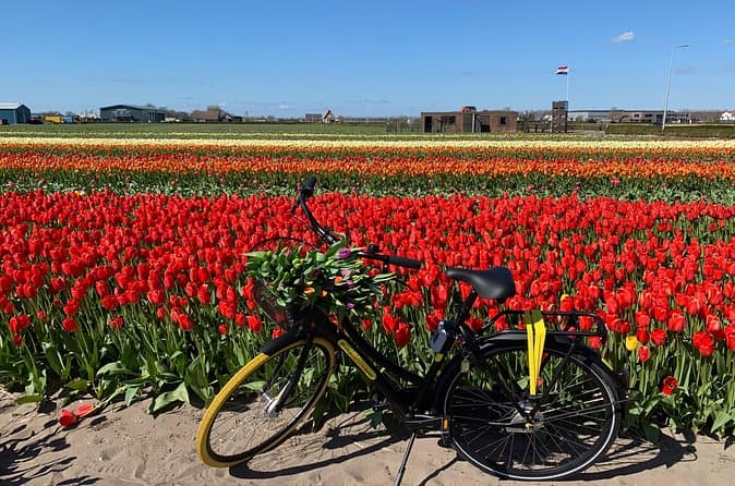 Best Rated Tulip Tours from Rotterdam