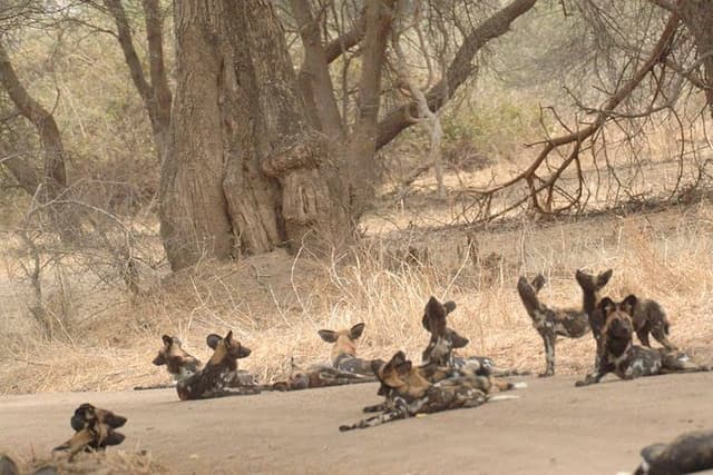 4 days / 3 Nights safari to Ruaha National park