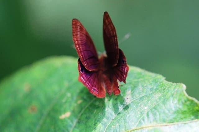 Private Tour of Butterfly Sanctuary and Spice Plantation