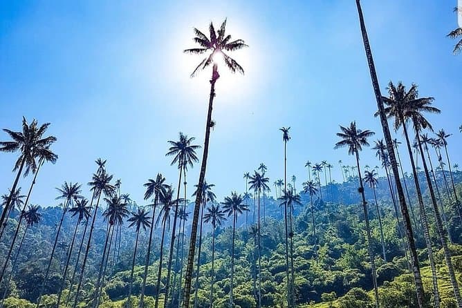 Best Cocora Valley Day Trips from Pereira
