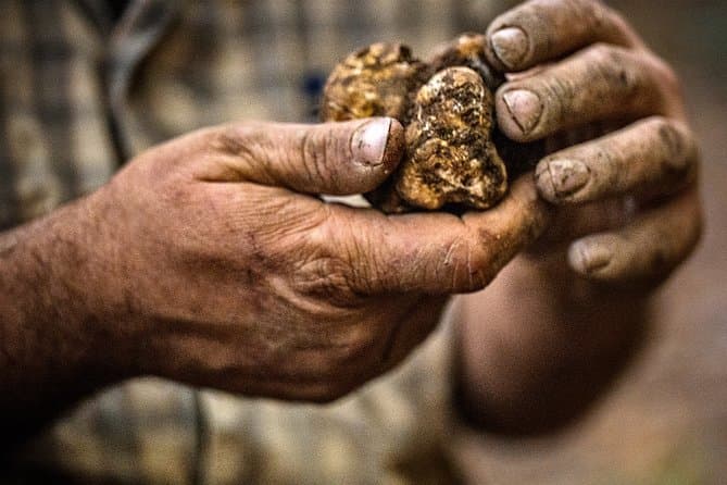 Experience the Magic of Alba Truffle Fair